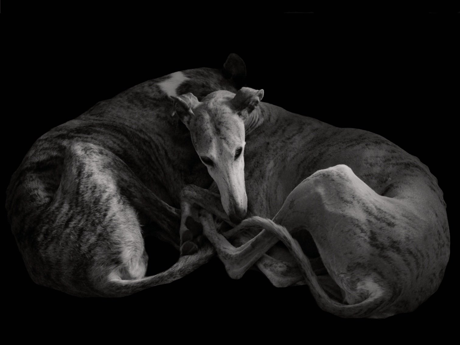 Dos galgos fotografiados en blanco y negro
