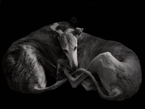 Image of Galgos (2025)